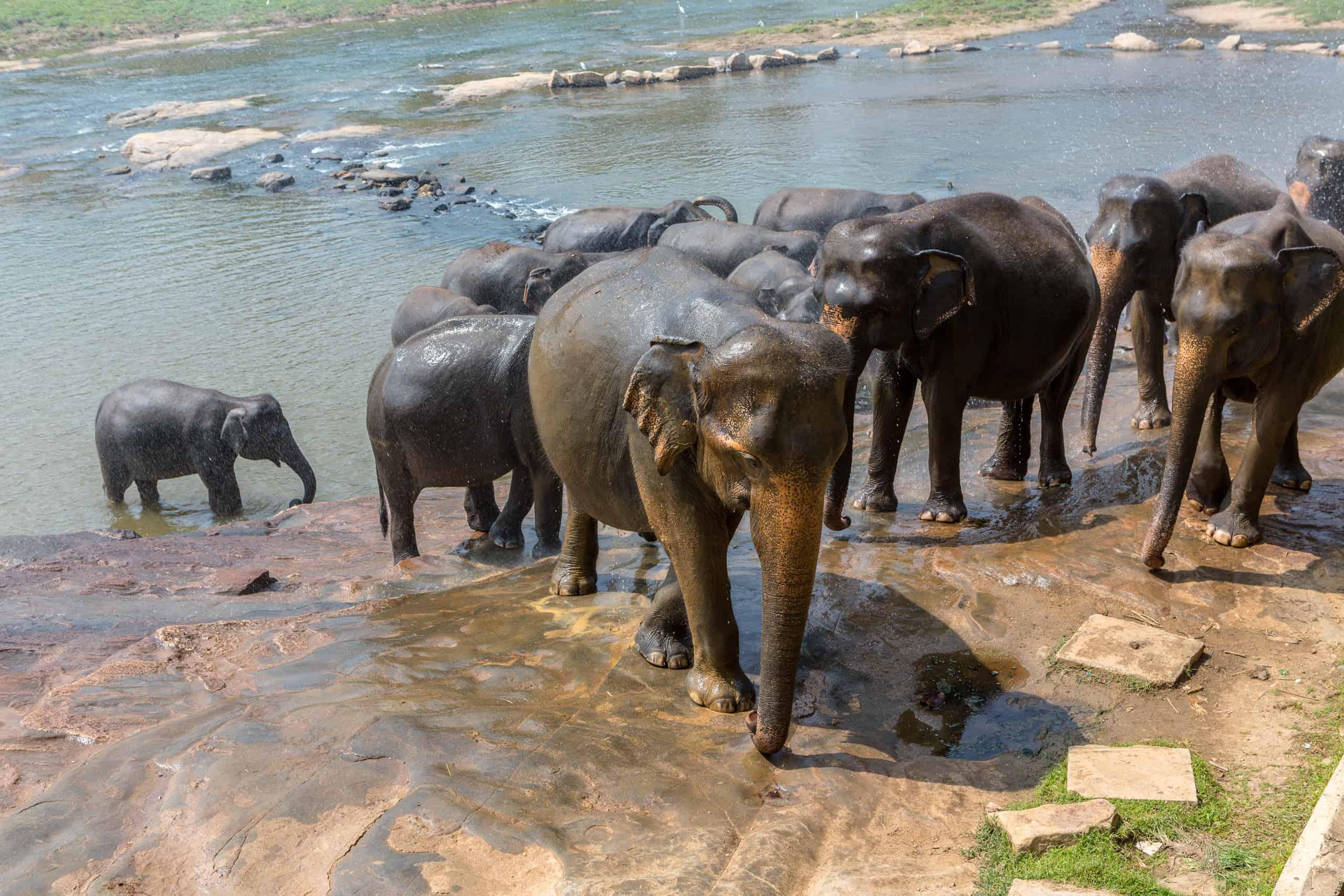 Kúpanie slonov